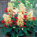 サルビア・トーチライト 種子 0.4ml (この一袋で育つ苗の本数:約25本)