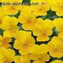 ビオラ 種子 ビビ クリアイエローインプ 0.2ml(育苗可能本数:およそ80本) Viola