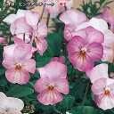 ビオラ 種子 ビビ ピンクアンティーク 0.2ml(育苗可能本数:およそ80本) Viola
