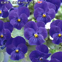 ビオラ 種子 ビビ オーシャンブルー 0.2ml(育苗可能本数:およそ80本) Viola