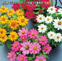 百日草(ジニア)・ベリーズ系(一重咲き) 種子40粒(育苗可能本数:およそ25本) Zinnia