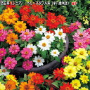 百日草(ジニア)・ベリーズダブル系(半八重咲き) 種子30粒(育苗可能本数:およそ20本) Zinnia