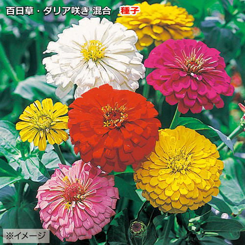 百日草 種子 ダリア咲混合　Zinnia ジニアのサムネイル