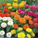 百日草・プレシオーサ プレミアムミックス 種子 1ml (この一袋で育つ苗の本数:約10本) Zinnia ジニア