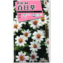百日草 種子 ザハラスターライトローズ 30粒(育苗可能本数:およそ20本) Zinnia ジニア