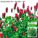 クリムソンクローバー・ディクシー 種子 (面積約5m2分)60ml