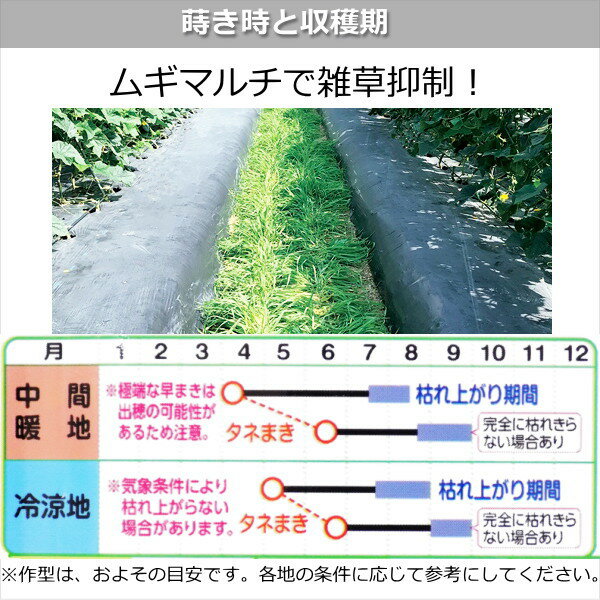 緑肥用大麦・おたすけムギ 種子 60ml