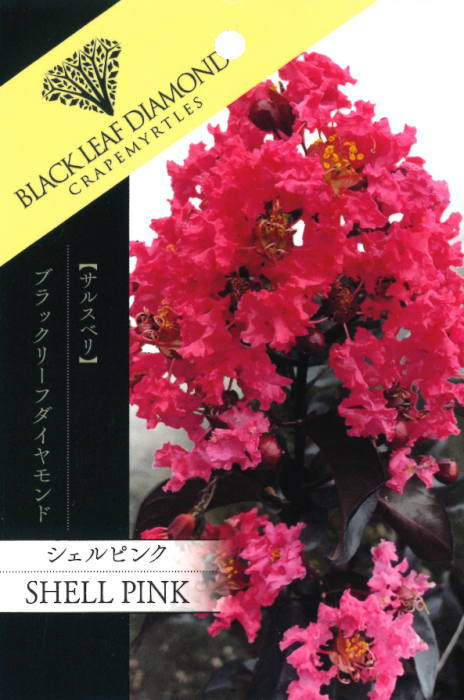Japanese Stewartia - 『 シェルピンク 』さるすべり ブラックリーフダイヤモンド BLACKLEAF DIAMOND　樹高約60cm前後 苗木