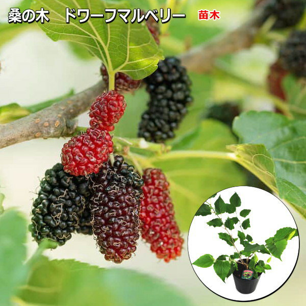 桑の木 ドワーフマルベリー Dwarf Mulberry 12cmポット苗木のサムネイル