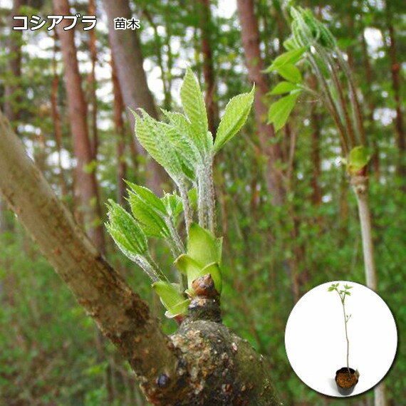コシアブラ 10.5cmポットに仮植え苗木