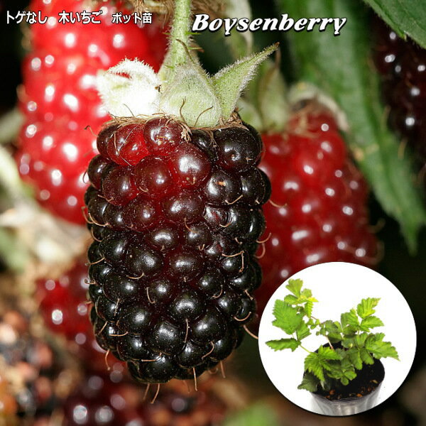トゲなし 木いちご ボイセンベリー Boysenberry 10.5cmポット苗