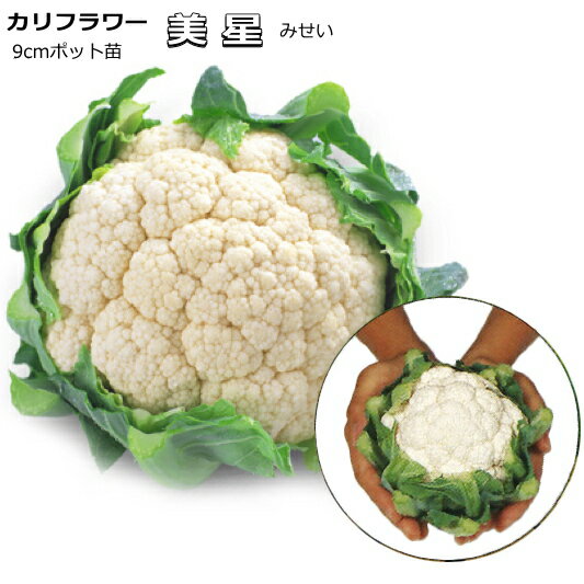 カリフラワー【 美星 】9cmポット苗 ------------------------ 草姿コンパクトで耐暑性にすぐれた密植栽培用早生品種 【 特徴 】 ・草姿が非常にコンパクトな密植栽培用品種です。 ・定植後70日前後で収穫できる耐暑性にすぐれた早生品種です。 ・包葉性強く純白のごくち密な花蕾で、重量感があります。 ・みずみずしくておいしく、生食用にも向きます。 ・直径10cm程度（350g）の花蕾で収穫すると最も特性を発揮します。 ------------------------