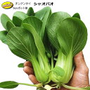チンゲン菜 チンゲンサイ 青梗菜 の育て方 栽培方法 野菜の育て方 栽培方法 チンゲン菜 チンゲンサイ 青梗菜 の育て方 栽培方法 野菜の育て方 栽培方法