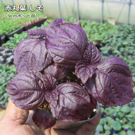 赤シソ 赤丸葉しそ 9cmポット苗のサムネイル
