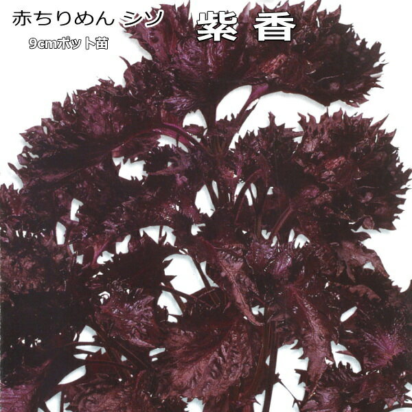 赤シソ 紫香 シコウ 9cmポット苗 赤チリメンしそのサムネイル