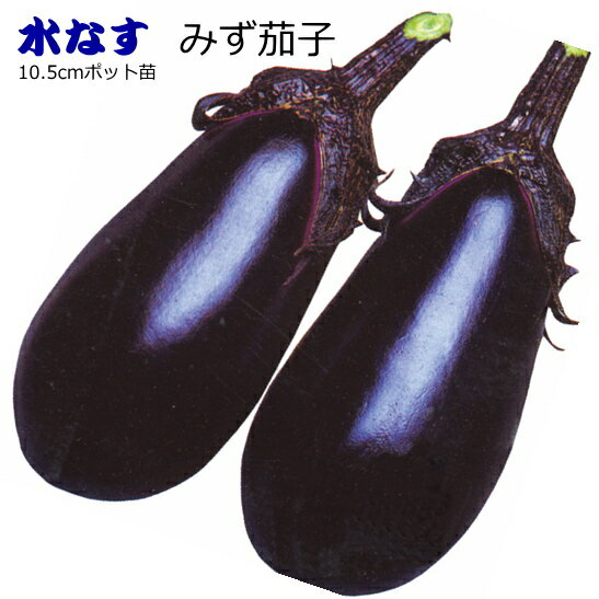 『みず茄』みずなす苗実生10.5c...
