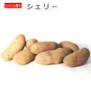 じゃがいも シェリー 種芋 500g ジャガイモ L〜Sサイズ その1