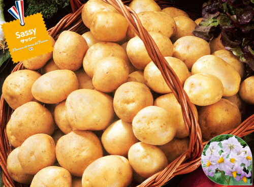 『 サッシー 』 じゃがいも 種芋 L---2Sサイズ ジャガイモ