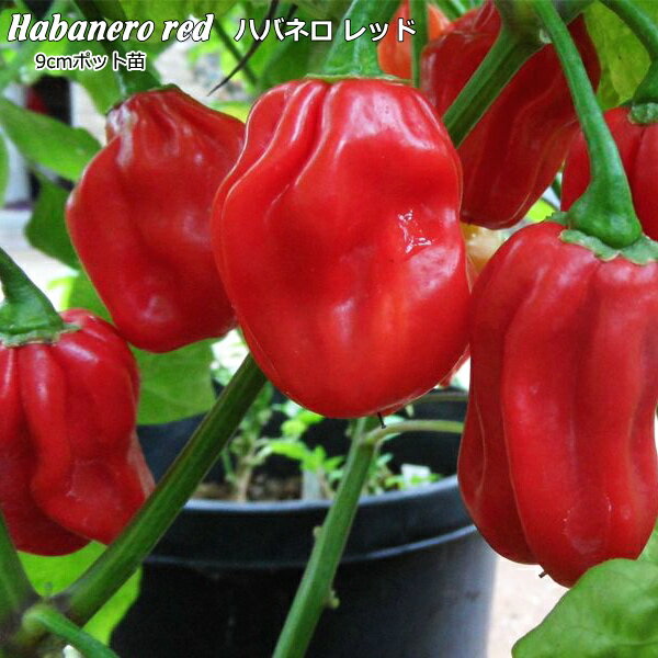 ホットペッパー Habanero Red ハバネロレッド 9cmポット苗 トウガラシ