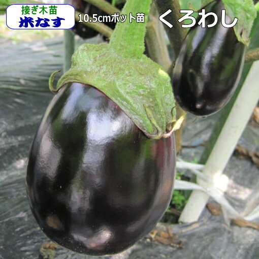 接ぎ木 なす 米ナス くろわし 10.5cmポット苗 茄子のサムネイル
