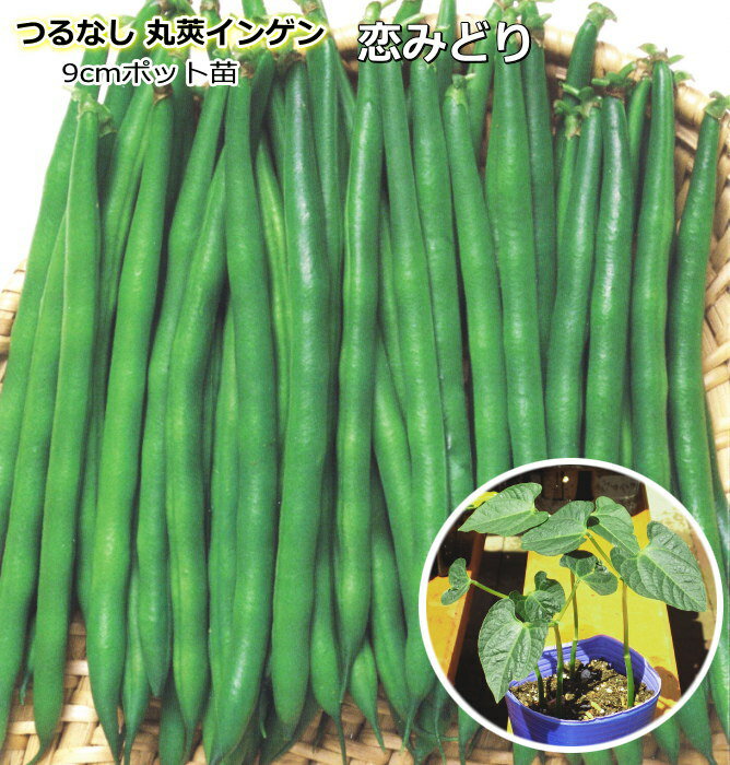 『 恋みどり 』 つる無し インゲン苗 9cmポット いんげん豆