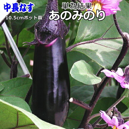 実生 なす あのみのり 10.5cmポット苗 茄子のサムネイル