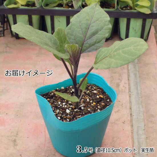 『 あのみのり 』 なす苗 実生 10.5cmポット 茄子