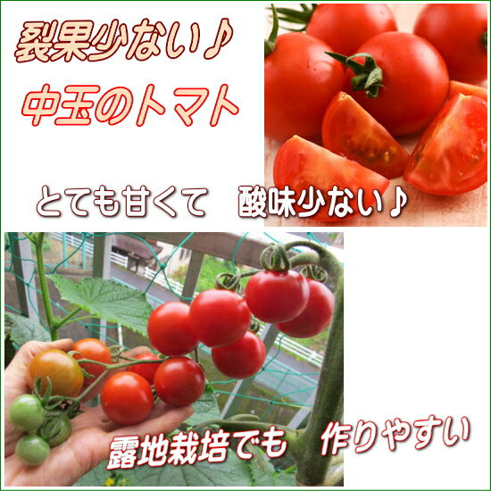 『 フルティカ 』 中玉 トマト苗 接ぎ木