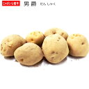 じゃがいも 男爵 だんしゃく 種芋 500g ジャガイモ L〜Sサイズ その1