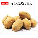 じゃがいも インカのめざめ 種芋 500g ジャガイモ L〜Sサイズ