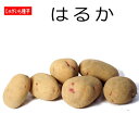 じゃがいも はるか 種芋 500g ジャガイモ L〜Sサイズ その1