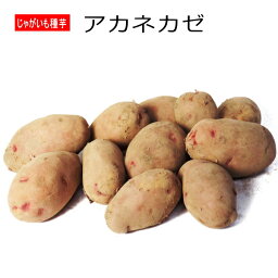 じゃがいも アカネカゼ あかね風 種芋 500g ジャガイモ L〜Sサイズ