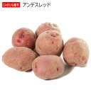 じゃがいも アンデスレッド 種芋 500g ジャガイモ L〜Sサイズ その1