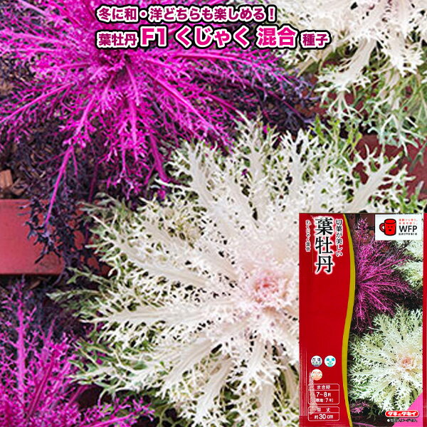 葉牡丹【 F1 くじゃく混合 】 種子 0.5ml／タキイ交配（育苗可能本数：およそ45本）