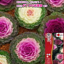 葉牡丹【 F1 つぐみ混合 】種子 0.5ml/タキイ交配(育苗可能本数:およそ40本)