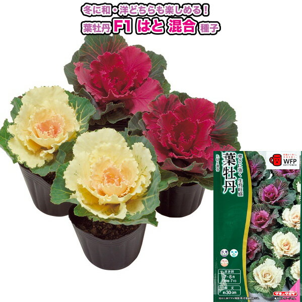 葉牡丹【 F1 はと混合 】種子 0.5ml／タキイ交配（育苗可能本数：およそ40本）