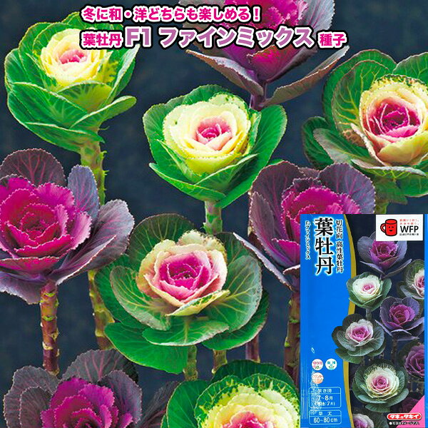 葉牡丹【 F1 ファインミックス 】種子 0.5ml／タキイ交配（育苗可能本数：およそ60本） --------------------------- 定番の白、紅、桃色の丸葉高性葉牡丹ミックス。 【 高性種 】 ・茎が長く伸び、冬の切り花で重宝される。 ・矮性の葉牡丹より株間を狭く植え、支柱やネットを張り倒れないように育てる。 ・少し色づき始めたころ、下の葉をかき取ると写真のようになる。（定植の幅を10〜15cmにすると生け花向きのより小さな形に仕立てることができる） ・アブラナ科 ※混合種子は品種により発芽や初期生育に差が出ることがあり、生育の早いもの、旺盛なもののみを育てると、花色が偏る場合があります。 ★小袋種子の配送便と送料についてお願い 小袋種子のみのご注文は、メール便にて全国一律195円で送付させて頂きます。ご注文時から概ね3日間ほどで出荷します。 代引き・着日時間指定は出来ませんので、予めご了承願います。 ---------------------------