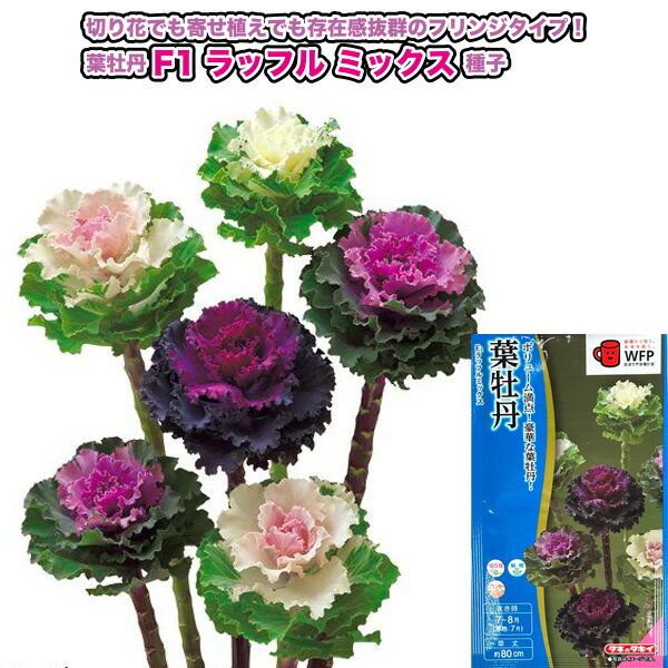 葉牡丹【 F1ラッフル ミックス 】種子 40粒／タキイ交配（育苗可能本数：およそ20本）