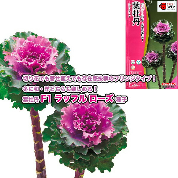 葉牡丹【 F1ラッフル ローズ 】種子 30粒／タキイ交配（育苗可能本数：およそ20本）
