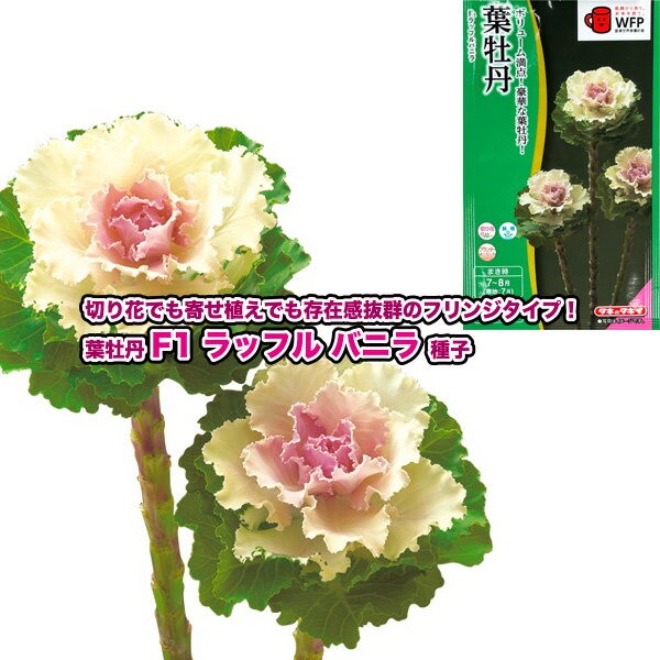 葉牡丹【 F1ラッフル バニラ 】種子 30粒／タキイ交配（育苗可能本数：およそ20本）