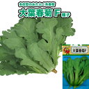 春菊【 大葉春菊F 】種子 500粒