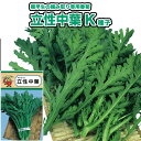 春菊【 立性中葉春菊K 】種子 500粒