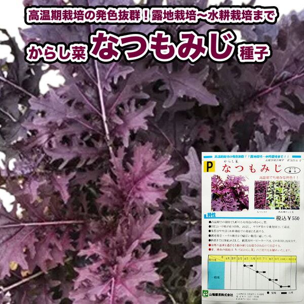 『 なつもみじ 』 からし菜 種子 200粒