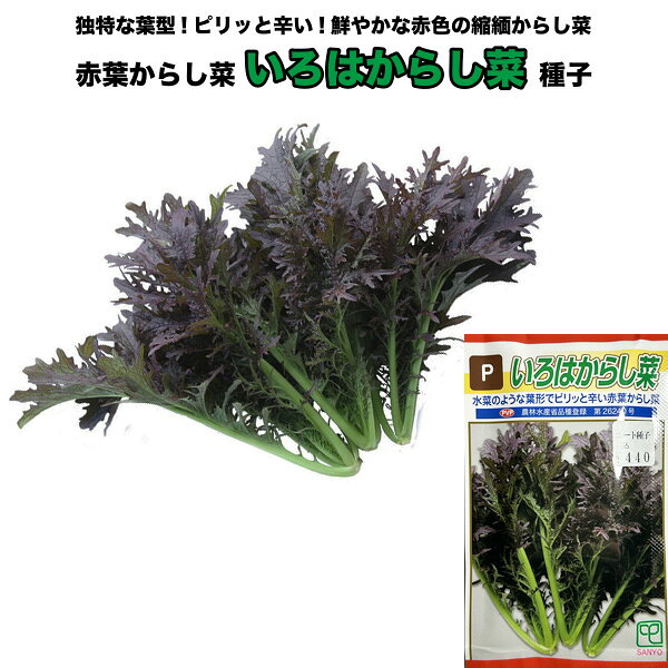 からし菜【 いろはからし菜 】種子 200粒 --------------------------- 登録品種 登録品種名：SM-1412 農林水産省品種登録第26240号 独特な葉型！ピリッと辛い！鮮やかな赤色の縮緬からし菜 【 特性 】 ・一般地での春・秋穫りに適した葉面がちりめん状に縮む赤からし菜。 ・小株から大株まで随時収穫が可能。 ・ほどよい辛味が有り漬物、お浸し、サラダ等の辛味食材として最適。 ・露地栽培・施設栽培ともに適している。 ・秋播きでは、かき菜として収穫も可能。 ・特に秋播きでは発色が美しく、観賞用としての利用も出来ます。 【 栽培のポイント 】 ・抽苔や発色しない場合があるので、3月〜8月まきは避けるようにする。 ・収穫の適期を過ぎると葉が硬くなる場合があるので注意する。 ★小袋種子の配送便と送料についてお願い 小袋種子のみのご注文は、メール便にて全国一律195円で送付させて頂きます。ご注文時から概ね3日間ほどで出荷します。 代引き・着日時間指定は出来ませんので、予めご了承願います。 ---------------------------