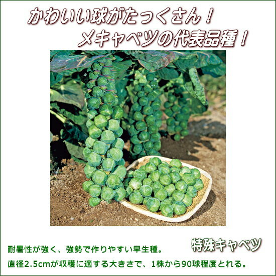 芽キャベツの育て方と栽培 失敗しないコツや上手に育てる方法をご紹介 暮らし の