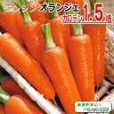 ニンジン 種子 オランジェ ペレット種子 500粒 人参