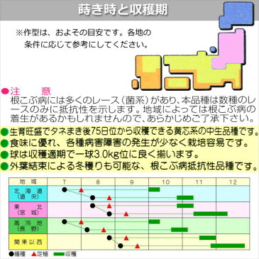 白菜 種子 黄愛75  1.1ml ハクサイ 【ラッキーシール対応】