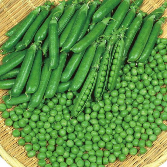 �� ��α��˭ �����椿�� �� �����ԡ����ġ�9cm�ݥå� �Ʀ �¥���ɥ�