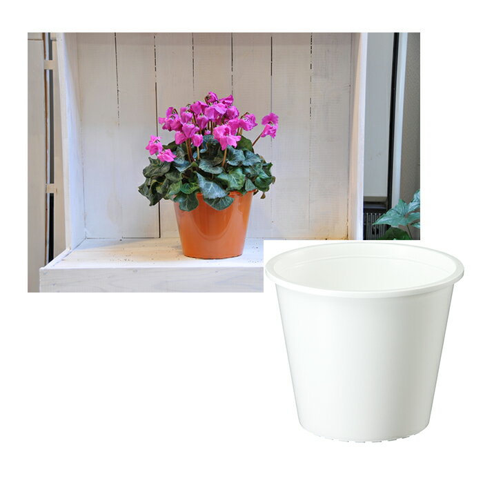 ���¥ץ�ץ�ȭ3�� �ۥ磻��