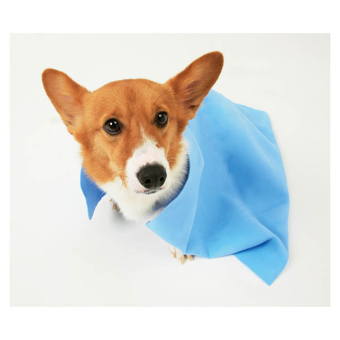 【楽天スーパーSALE】超吸水ペット用タオルブルーCKT-L【2026/3/4 20時 - 3/11 1時59分】